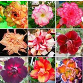 10 Thai Mixed 8 Adenium obesum Double layer (Desert Rose) Bonsai Seeds Fresh Flower New Seeds (Original Thai Seeds)